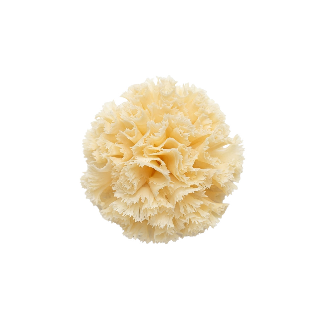 A close-up of a cream-colored carnation flower with ruffled petals