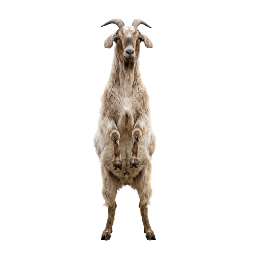 A goat standing upright with long, curved horns and a thick, light-colored coat against a black background
