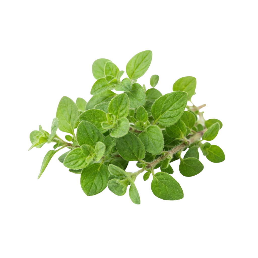 Close-up image of a cluster of fresh green basil leaves on a plant