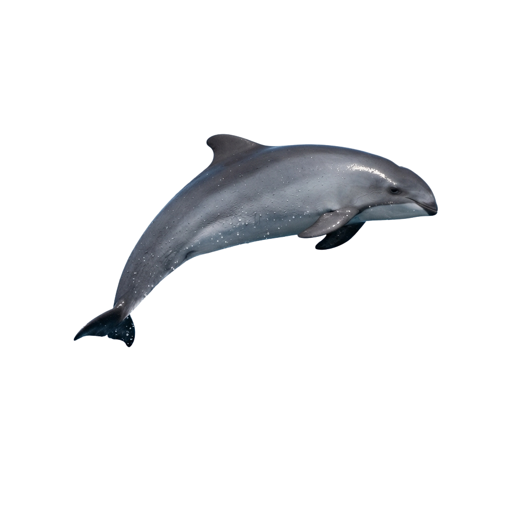 A gray dolphin swimming gracefully in the water against a dark background