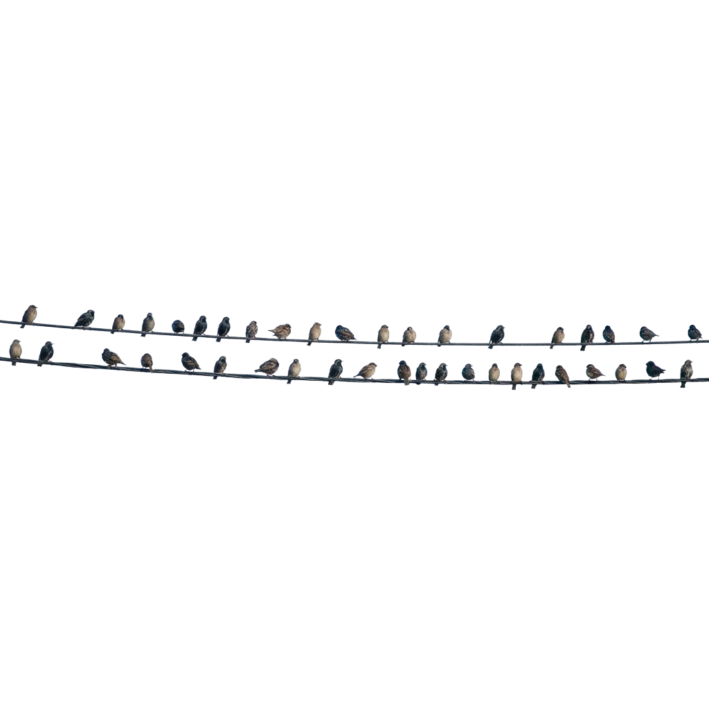 Multiple small birds perched closely together on two parallel power lines against a dark background