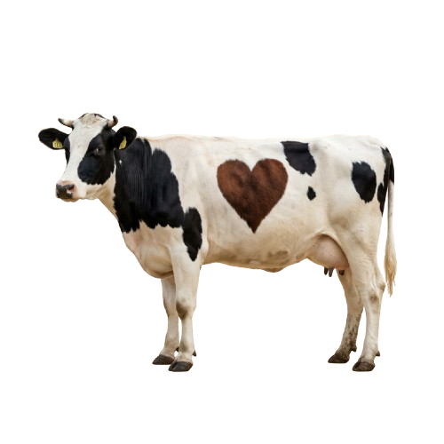 A black and white cow standing sideways with a brown heart symbol on its side