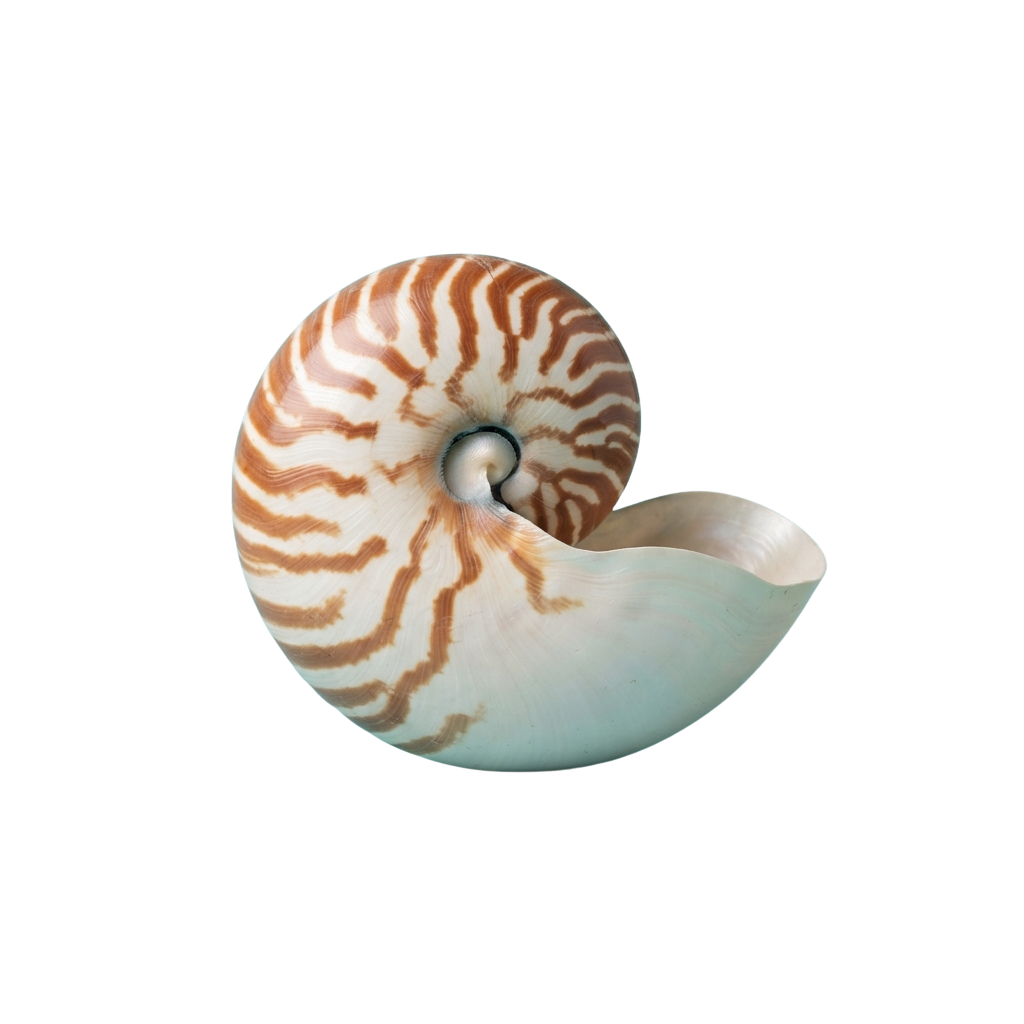 A detailed view of a chambered nautilus shell with light and dark spiral patterns