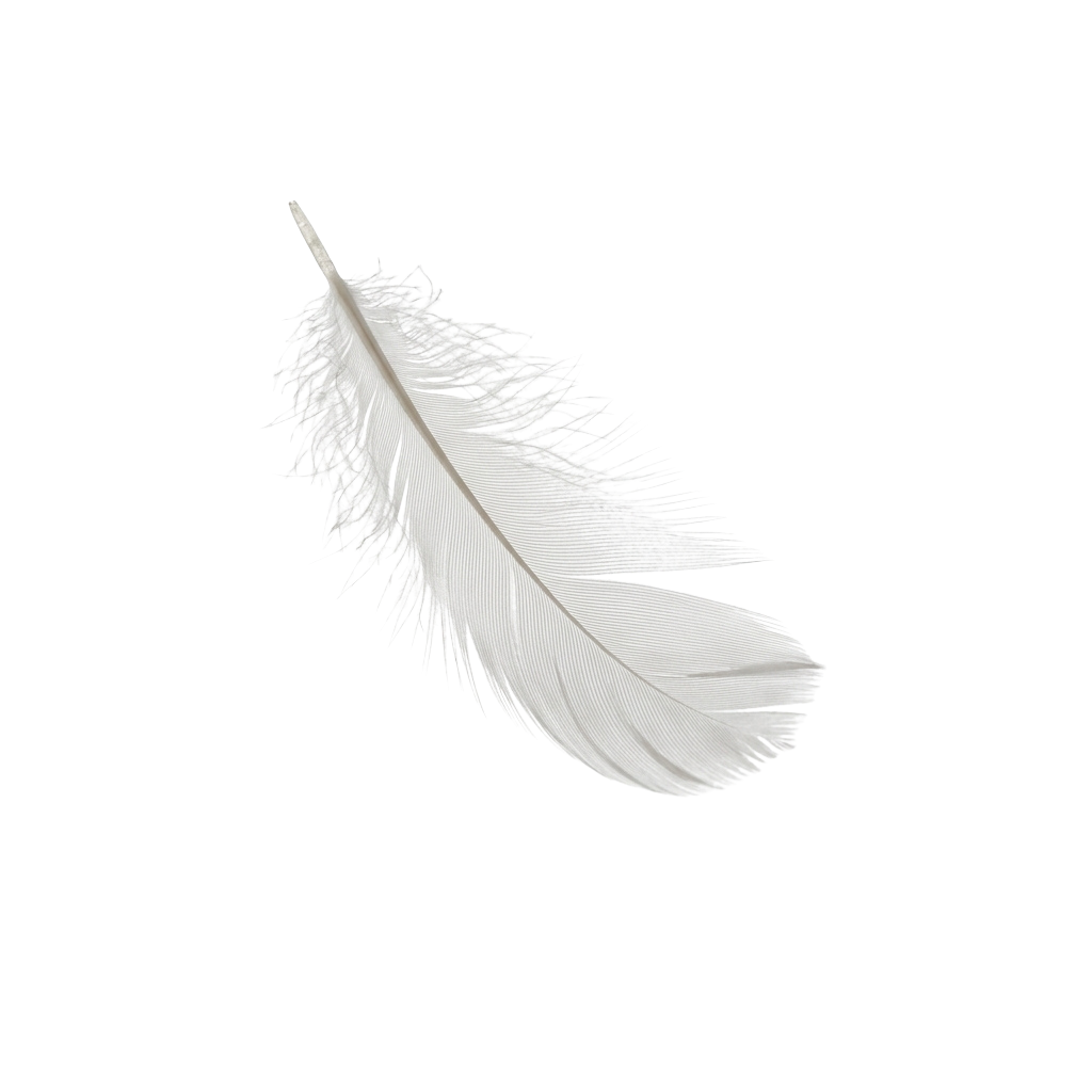 A single white feather with detailed barbs and shaft against a black background