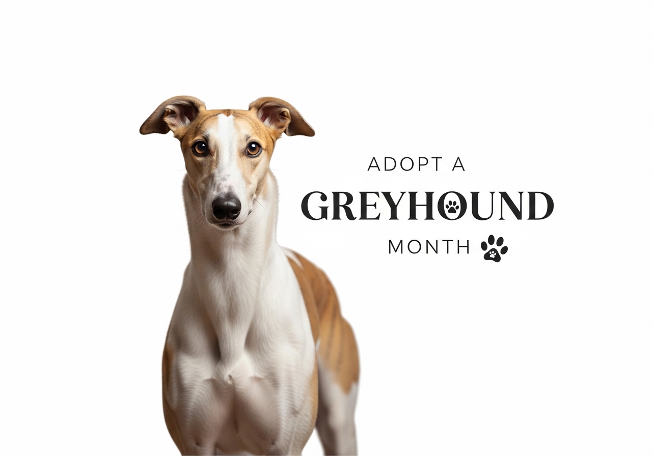 Adopt a Greyhound Month