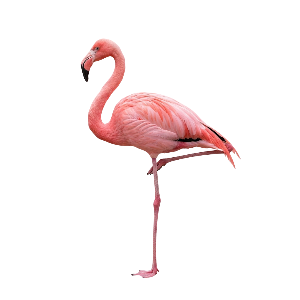 A pink flamingo standing on one leg with its head turned to the side