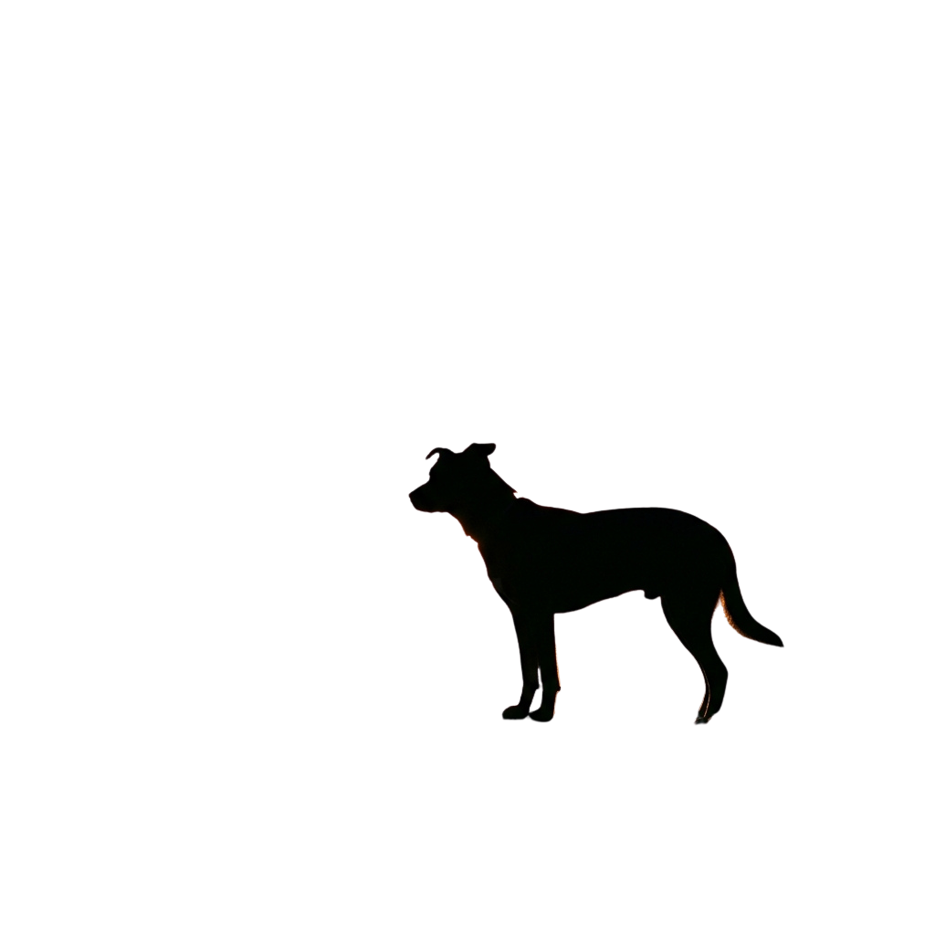 A dog silhouette standing in backlit darkness at night