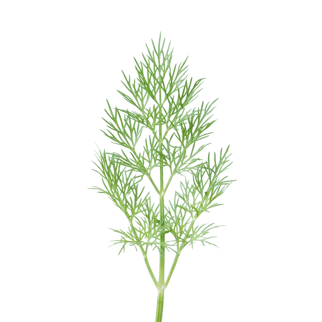 Close-up of a dill plant featuring finely divided, feathery green leaves growing upward.