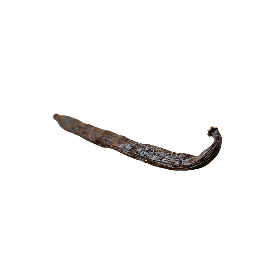 A single dried vanilla bean with a curled shape and textured surface