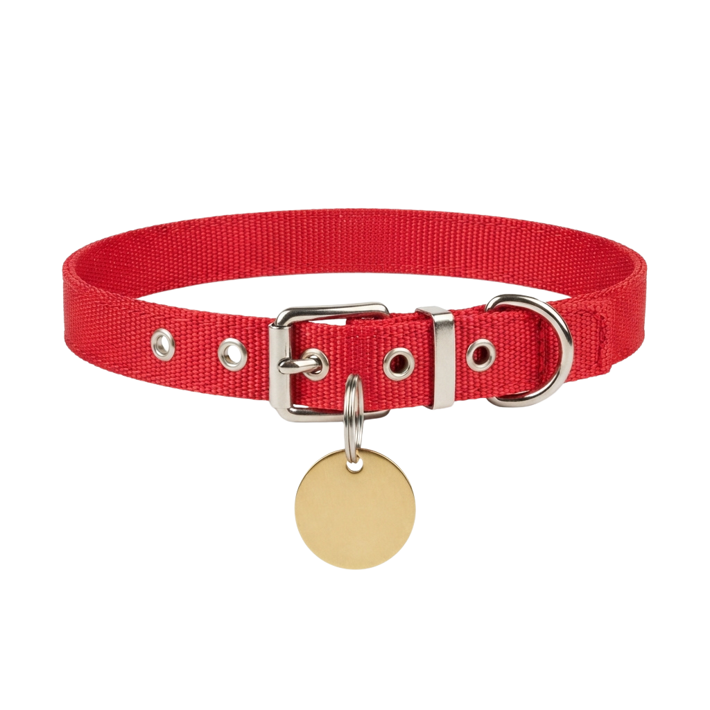 Bright red dog collar with metal buckle and a gold-colored tag attached