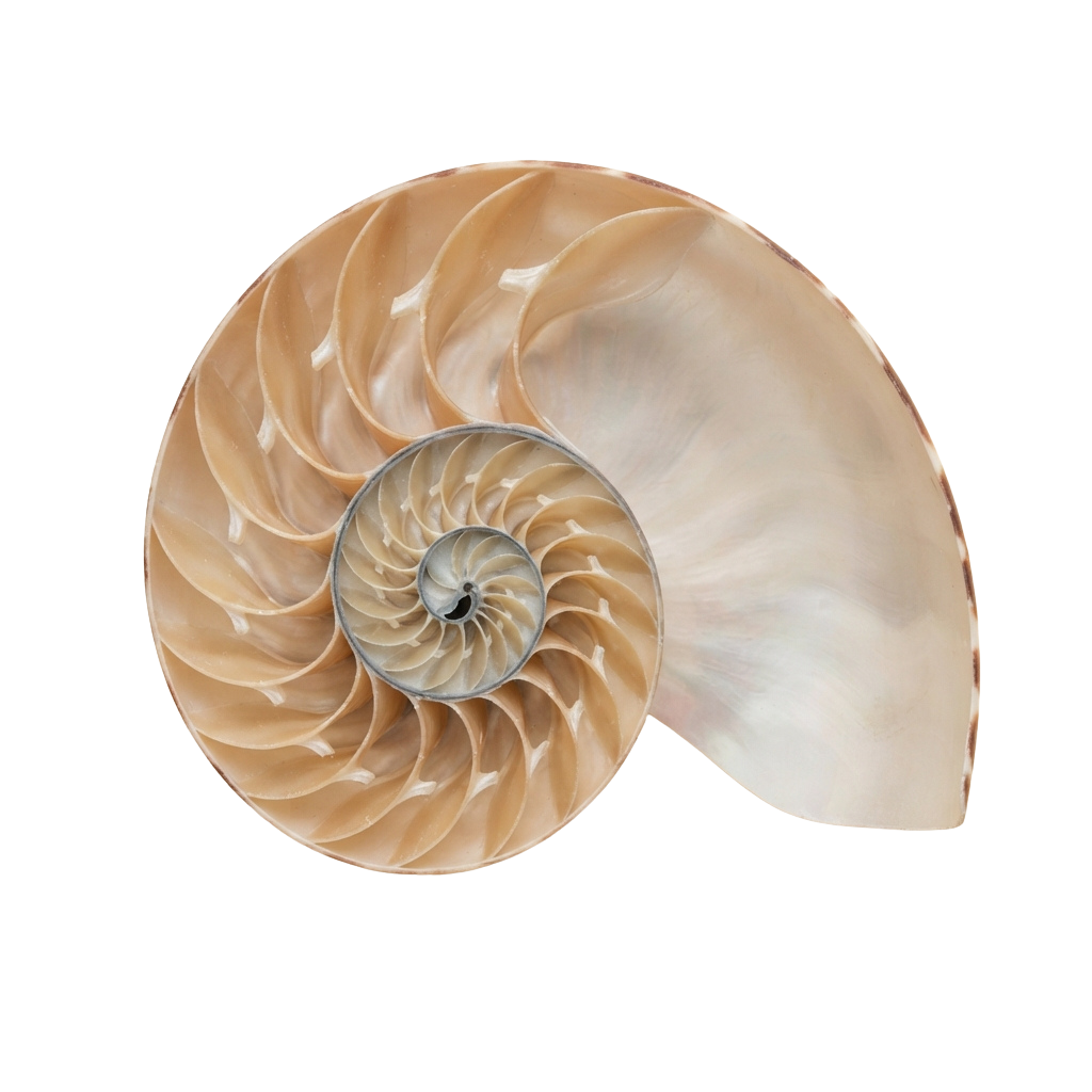 A detailed view of a light beige nautilus shell showcasing its elegant spiral structure and smooth chambers.