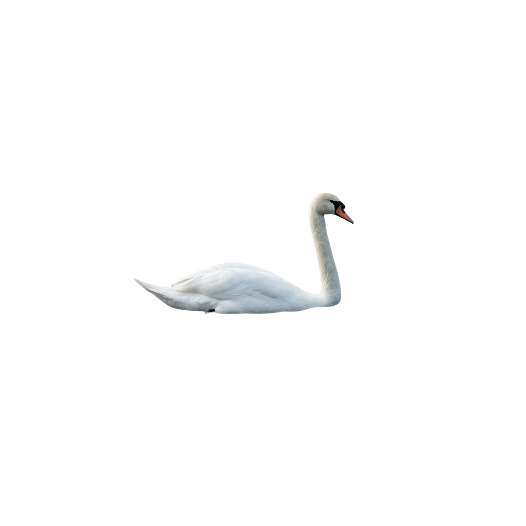 A white swan swimming gracefully on calm water against a dark background