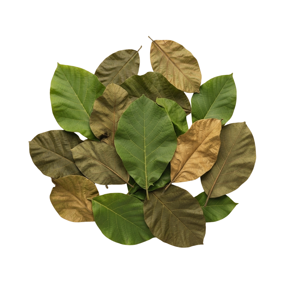 A cluster of green leaves with some brown edges against a black background