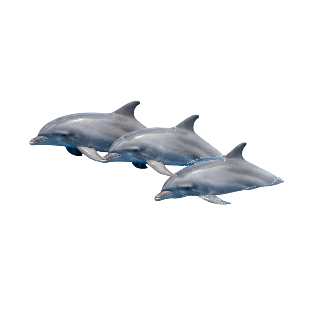 Three gray dolphins swimming side by side in a line against a dark background