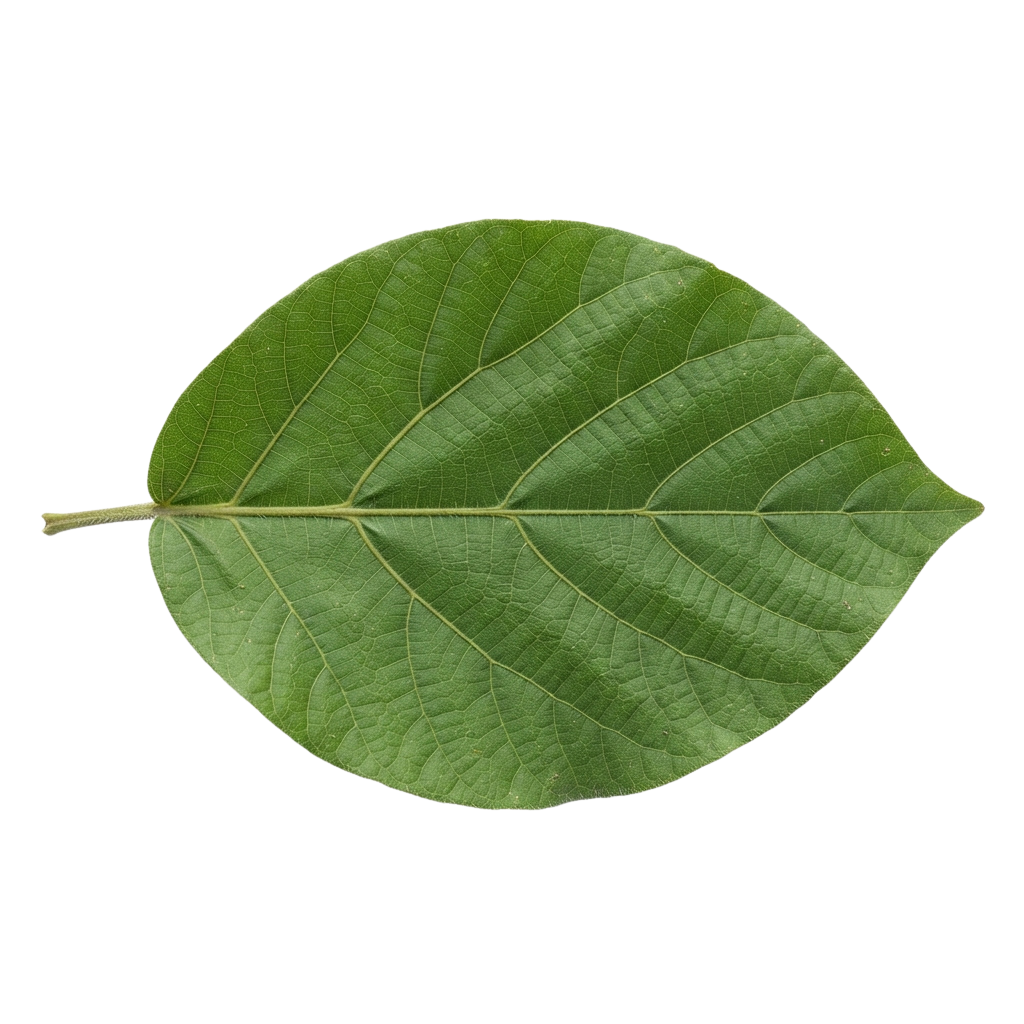 A single broad green leaf with prominent veins against a black background