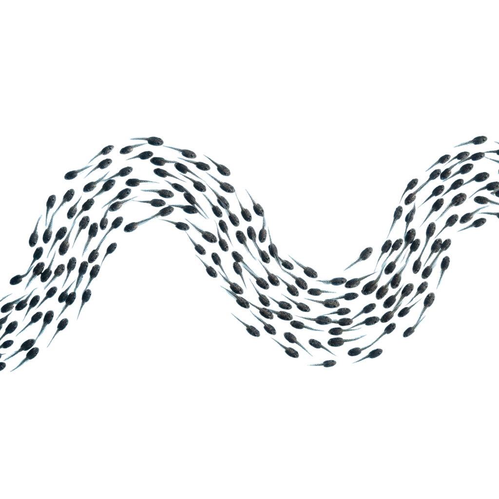 Microscopic image showing bacteria arranged in an S-shaped pattern against a dark background