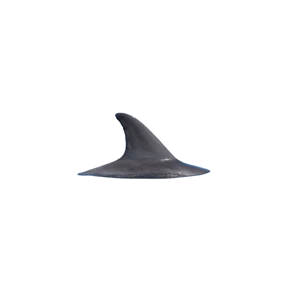 A single surfboard fin with a sleek, curved design against a black background