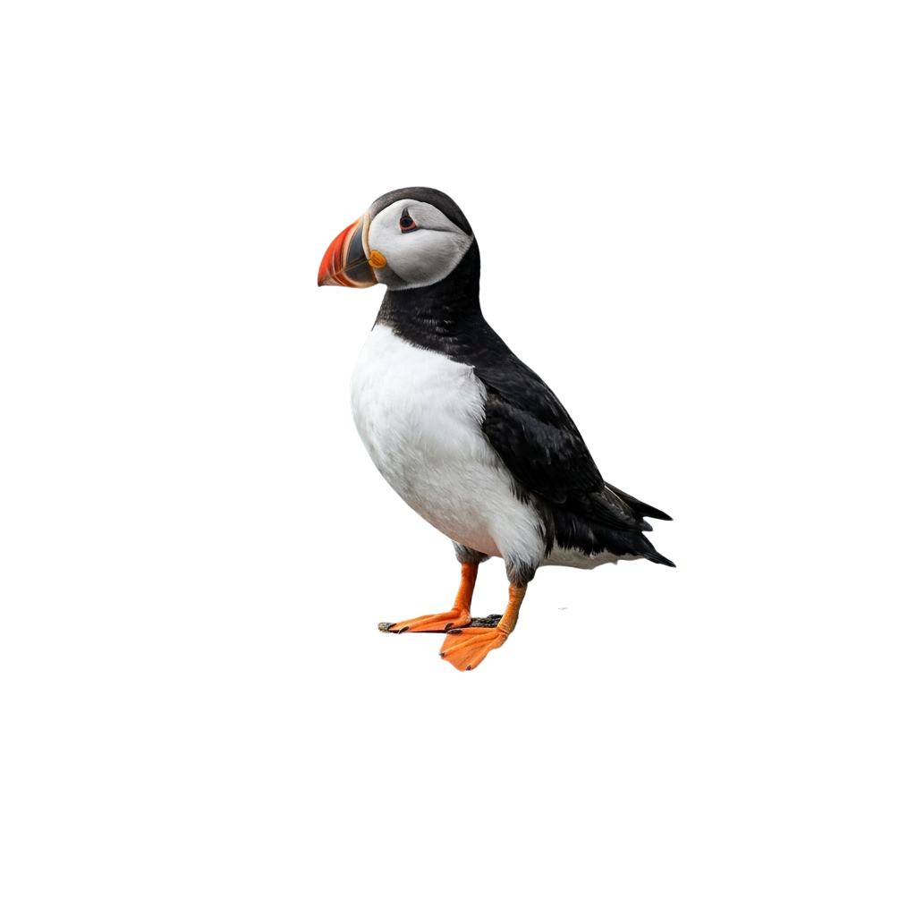 A puffin bird with black and white plumage, orange beak, and feet standing on one leg.