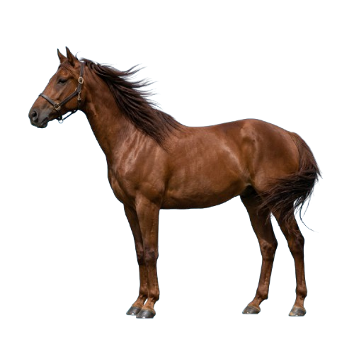 A brown horse standing on a plain background with a sleek, detailed coat and flowing mane and tail