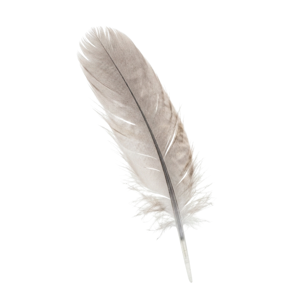 A detailed image of a single white feather against a black background