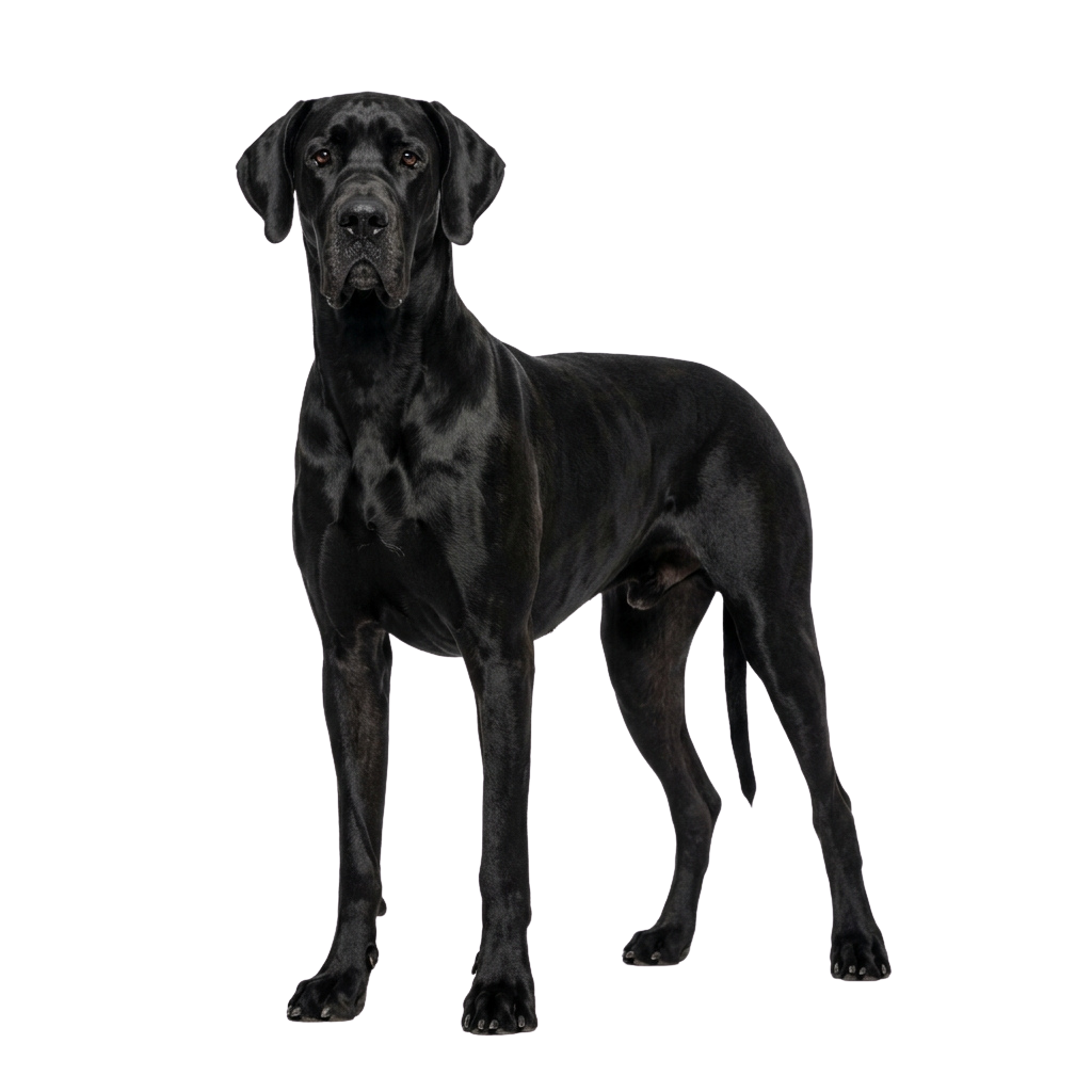 National Black Dog Day