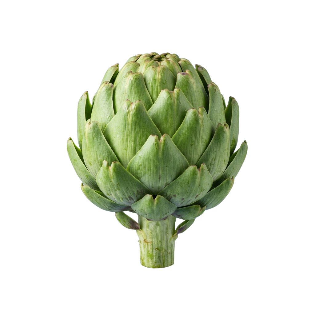A close-up image of a fresh, whole green artichoke with tightly packed leaves and a light stem.