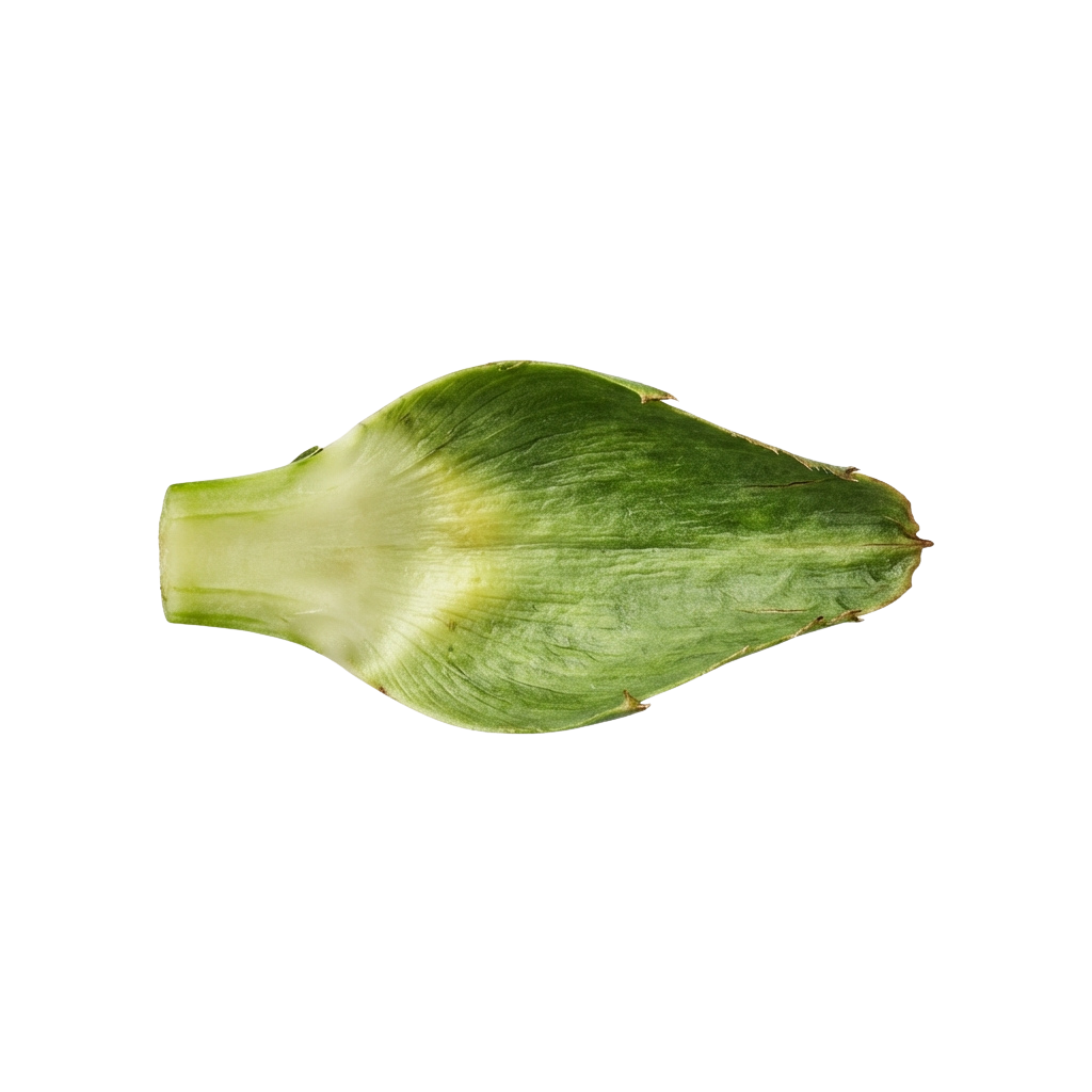Close-up image of a single green artichoke leaf with visible texture and slight yellowing at the base