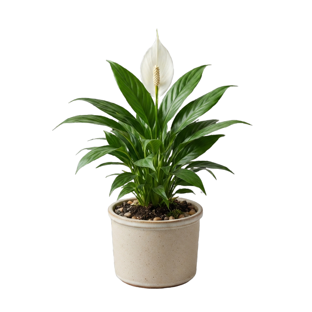 A potted peace lily plant with white flower and green leaves in a light beige ceramic pot