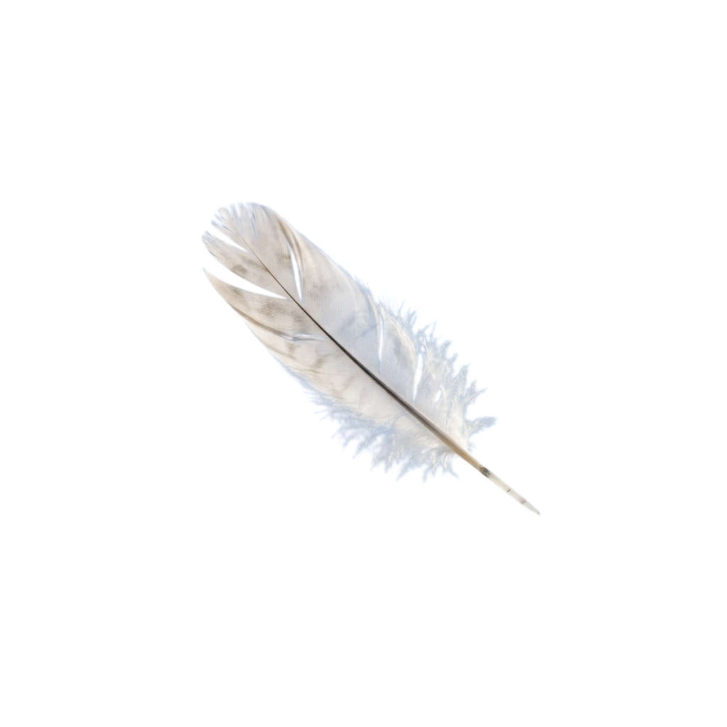 A single white feather with detailed barbs and a pointed tip against a black background