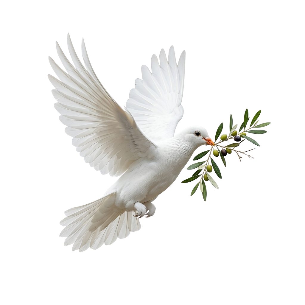 A white dove in flight holding an olive branch in its beak against a black background