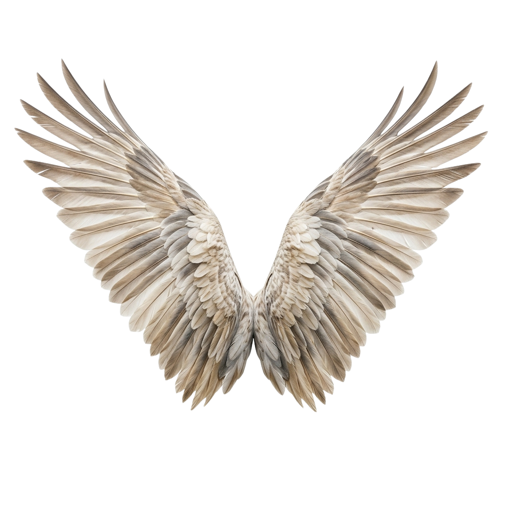 A pair of large white bird wings spread wide open against a black background