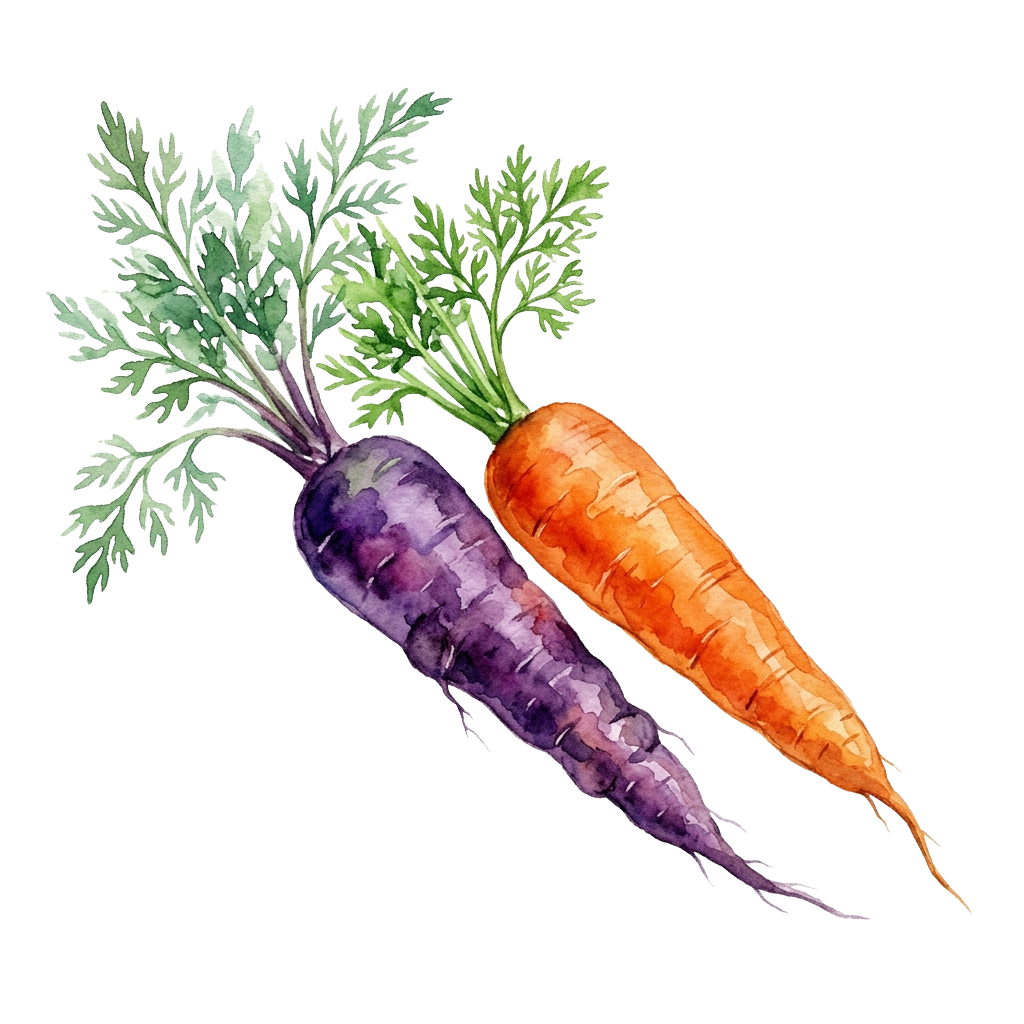 Illustration of two carrots, one purple and one orange, with green leafy tops against a black background