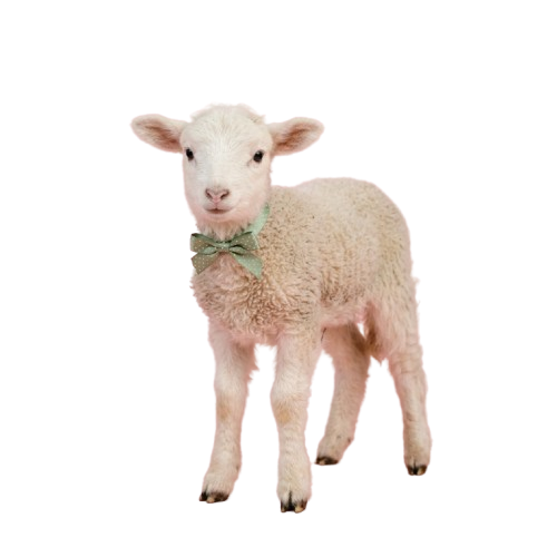 A cute baby lamb with curly white wool and a green bow around its neck standing on a black background