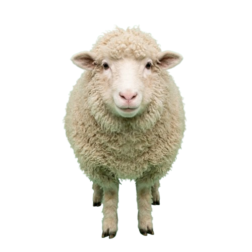 A close-up image of a white sheep with thick wool and a calm expression facing forward