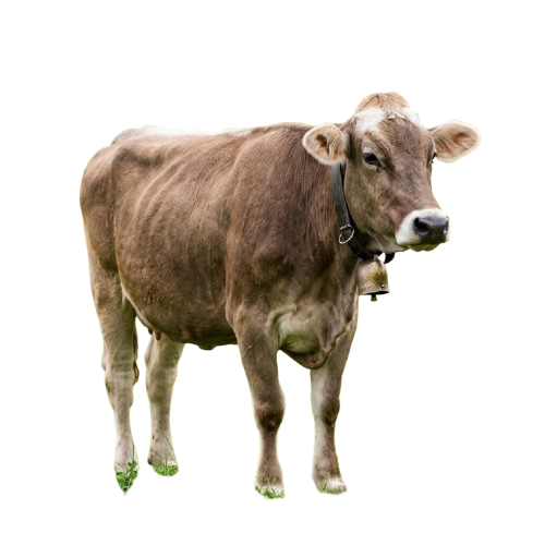 A brown cow standing on a flat surface with a black collar around its neck