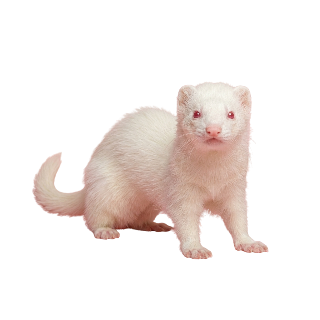 A white ferret sitting upright on a black background