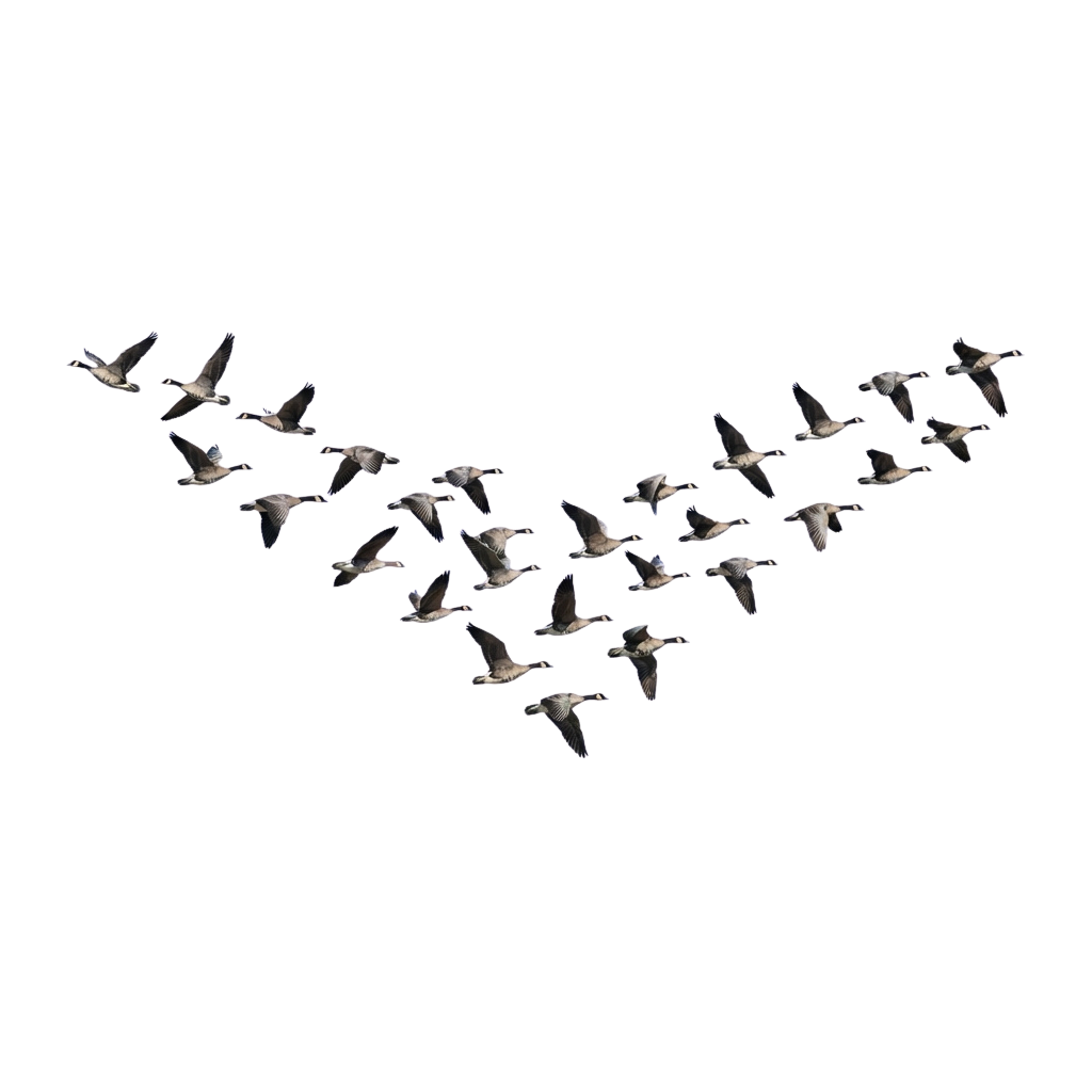 A group of geese flying in a V formation against a dark night sky