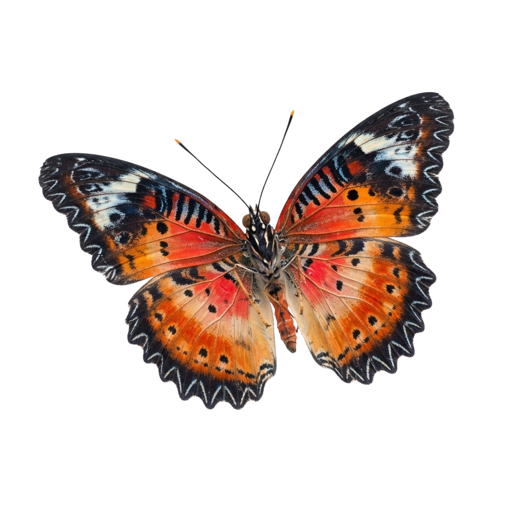 A colorful butterfly with orange wings and black spots resting on a dark background