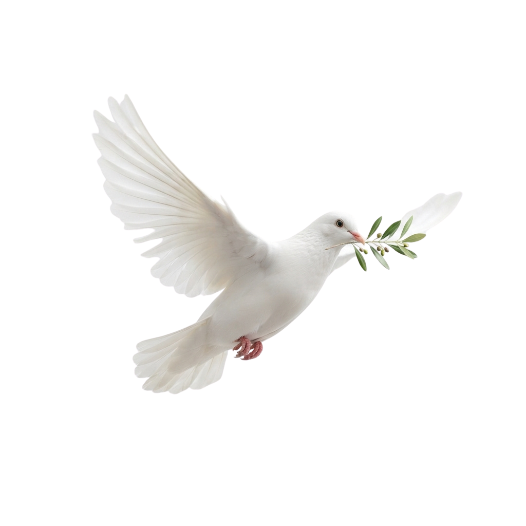 A white dove in flight holding an olive branch against a black background