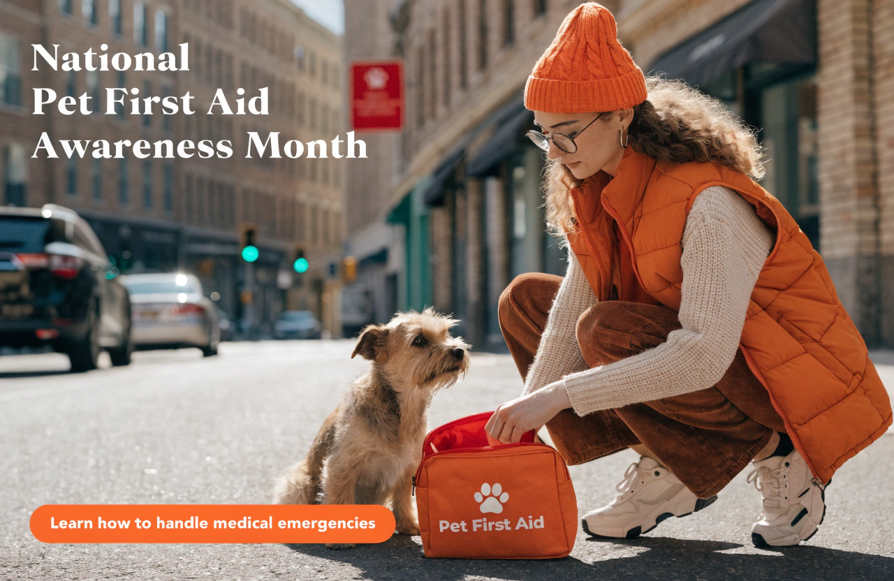Pet First Aid Training in City: Woman Prepares Emergency Kit for Dog, Urban Pet Care Awareness - Feature Image Apr 78