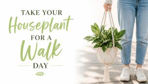 Person holding a plant in a macrame hanger