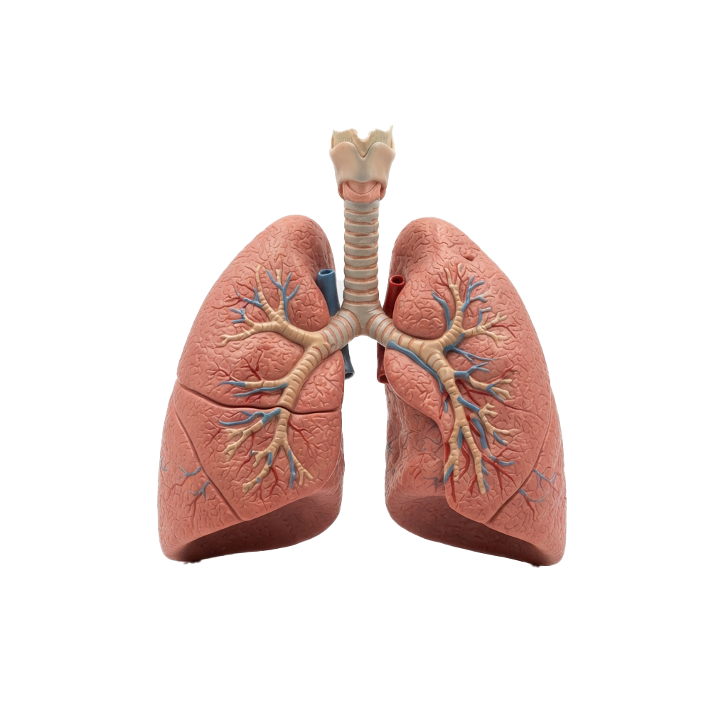 3D model of human lungs showing bronchial tubes and vascular structure