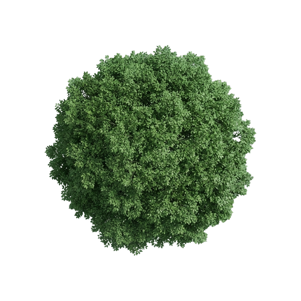 A round, dense, green topiary shrub with a bushy, textured appearance.