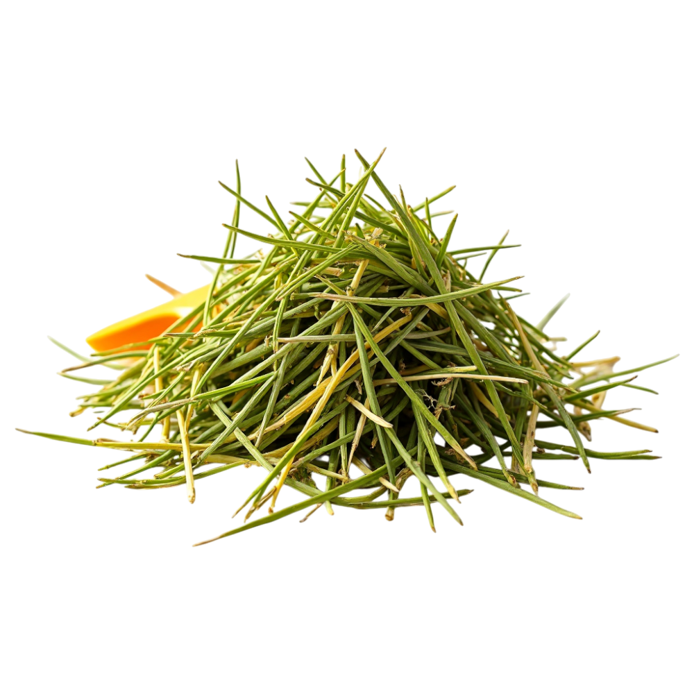 Fresh Green Thin Vegetables with Orange Accent on Dark Background - Falling Needles Family Fest Day 24