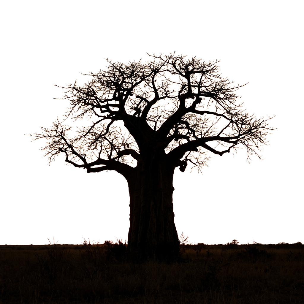 A glowing tree with autumn leaves against a dark night sky