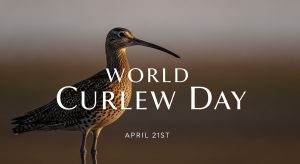 World Curlew Day on April 21st. Wading bird conservation concept. - Feature Image Apr 424
