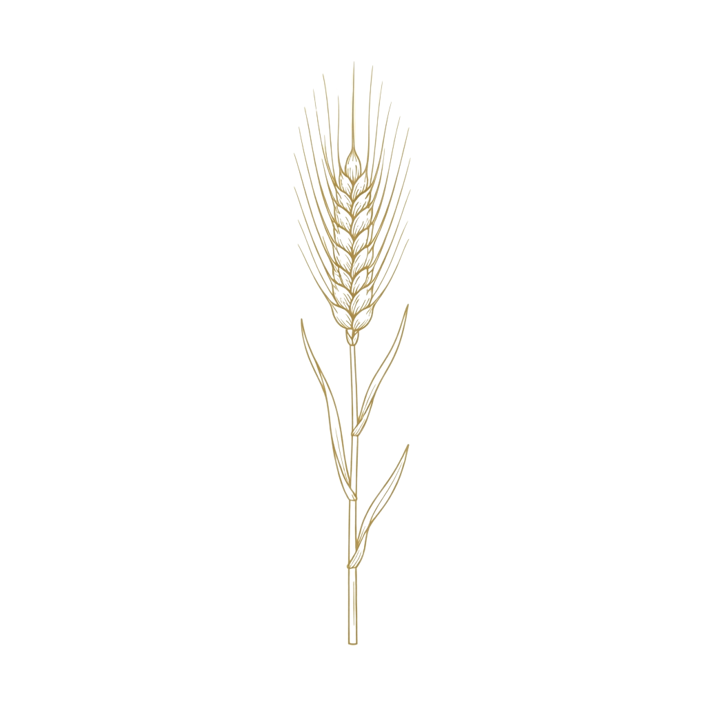 A detailed illustration of a wheat ear with golden grains and slender leaves against a black background