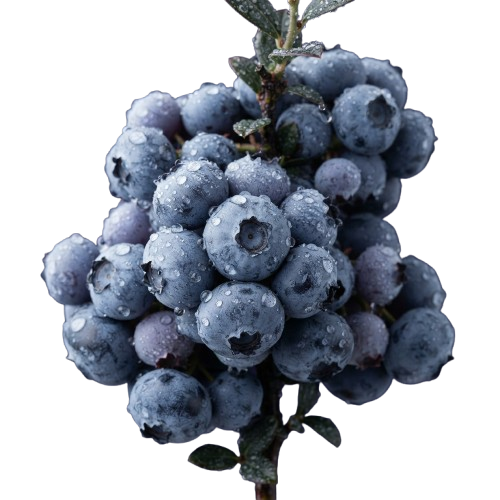 Cluster of blueberries with dew drops on a plant stem against a dark background