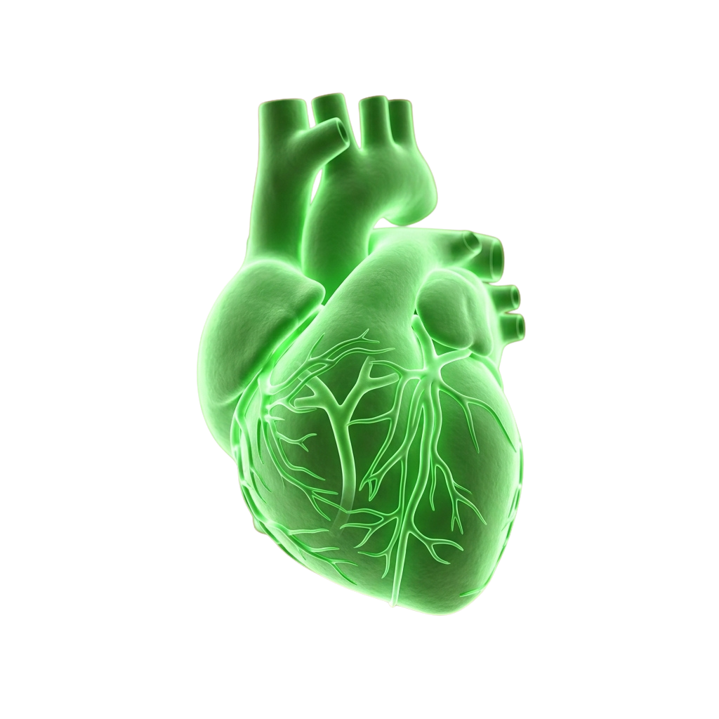 Illustration of a glowing green human heart showing internal blood vessels and chambers
