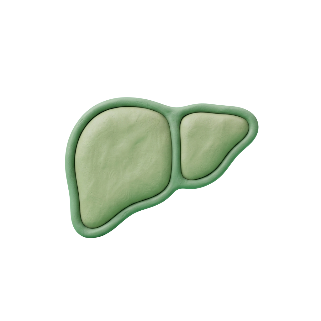 A 3D illustration of a human liver showing its two lobes against a black background